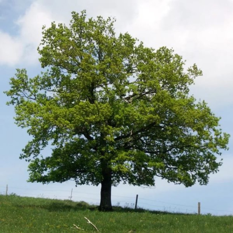 Названия распространенных деревьев. Дуб черешчатый (Quercus Robur). Дуб черешчатый (Quercus Robur l.). Дуб черешчатый крона.