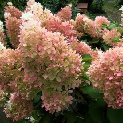 Гортензия метельчатая "Фантом"