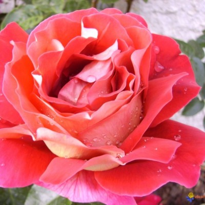 Роза "Кроненбург"