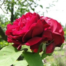 Роза "Сувенир де Вильям Вуд"