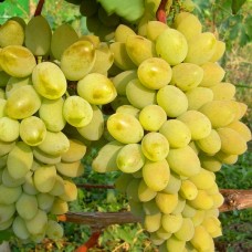 Виноград "Тимур"