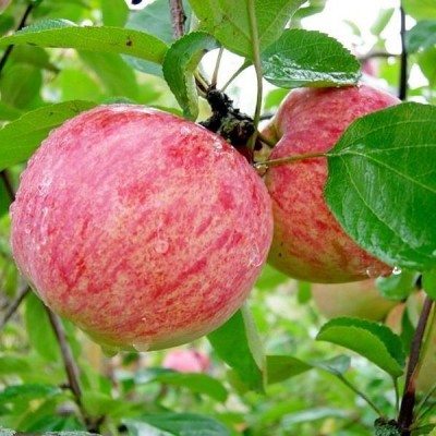 Яблоня "Коричное полосатое"
