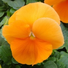 Виола Крупноцветковая Селло - Дип Оранж