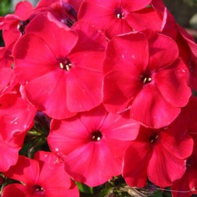 Флокс Друммонди Долли - Ред